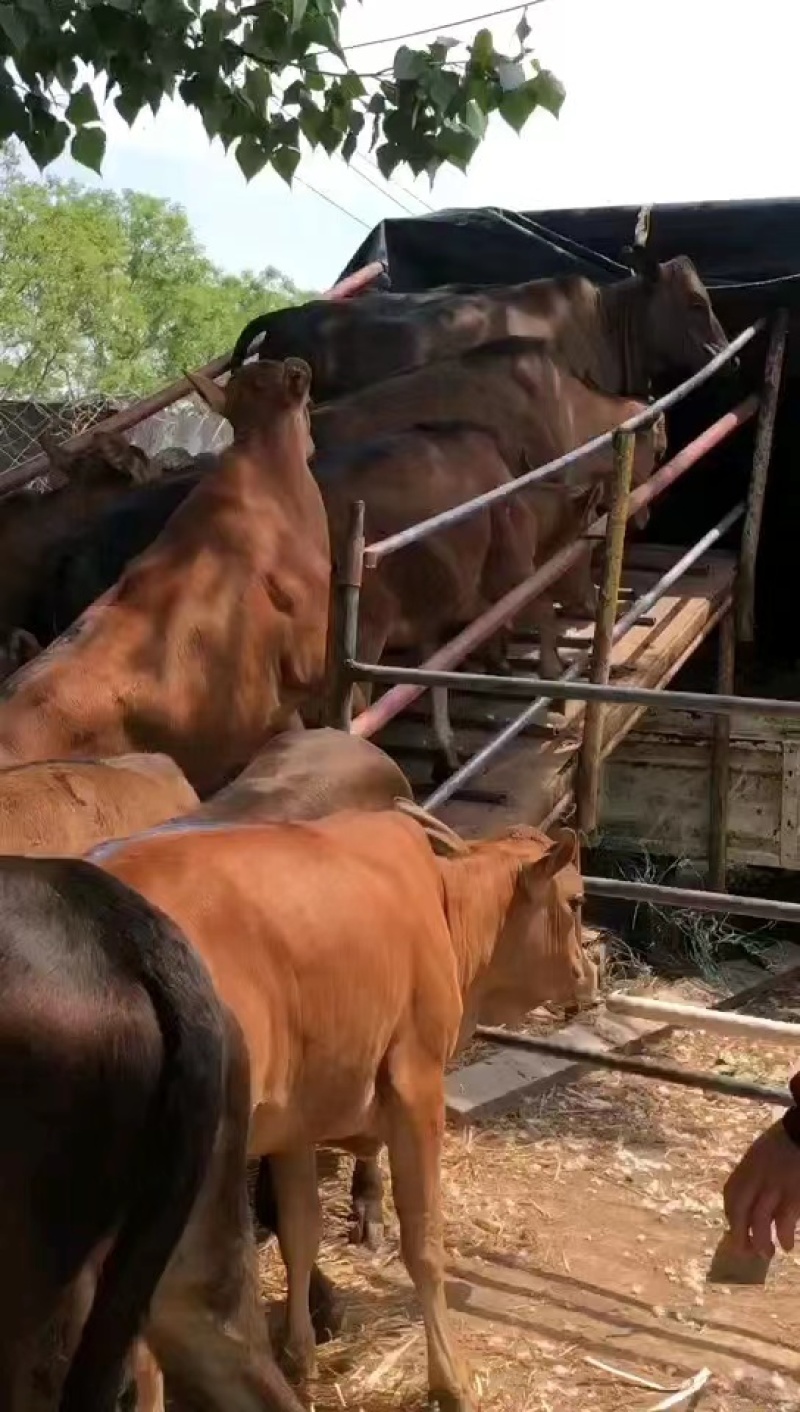 【鲁西黄牛】山东小牛犊大小个头都有适应能力强成活率高