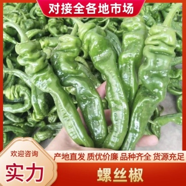 夏邑精品螺丝椒鲜辣椒货源充足价格实惠可供全国商超