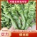 夏邑精品螺丝椒鲜辣椒货源充足价格实惠可供全国商超