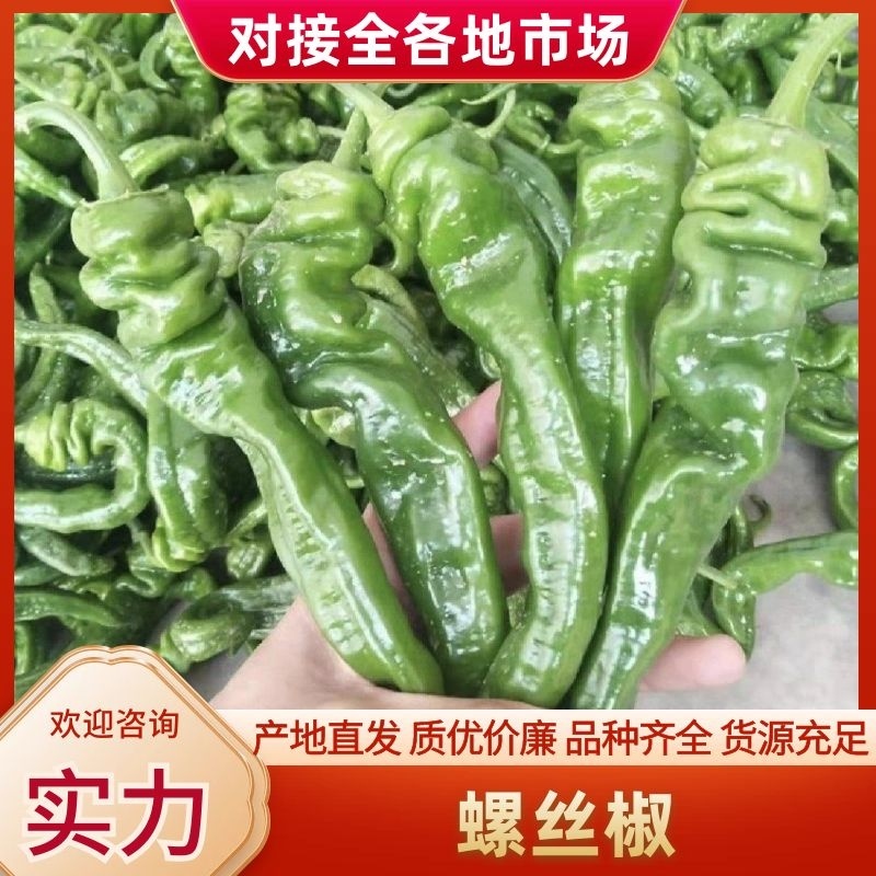 夏邑精品螺丝椒鲜辣椒货源充足价格实惠可供全国商超