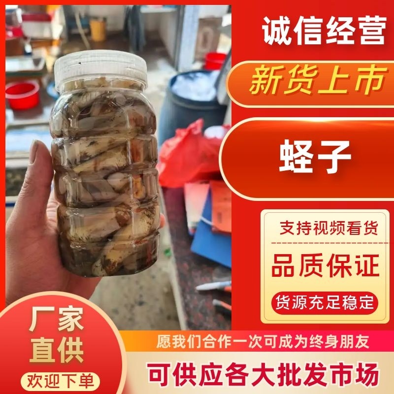 蛏子量大从优一手货源欢迎各地客商洽谈合作