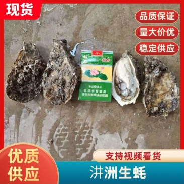 汫洲生蚝潮汕生蚝肉肥口感好个大量大从优欢迎联系