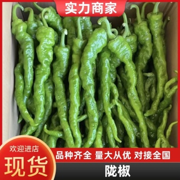 夏邑鲜辣椒优质陇椒大量供货量大从优可供全国电商超市