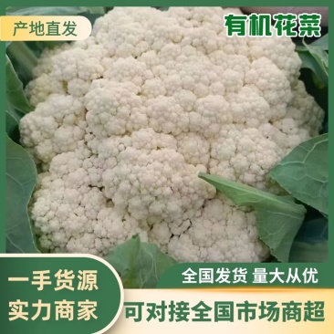 菜花、花菜、精品有机花菜，一手货源，品质保证，诚信经营