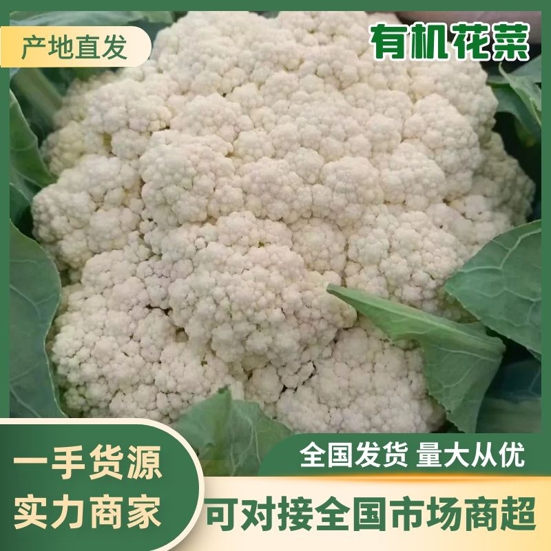 菜花、花菜、精品有机花菜，一手货源，品质保证，诚信经营