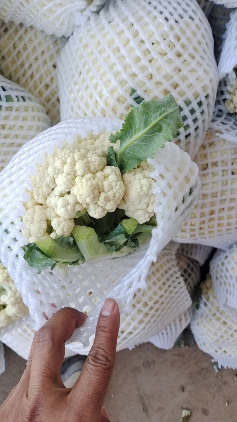 菜花、花菜、精品有机花菜，一手货源，品质保证，诚信经营