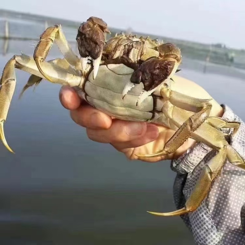 兴化大闸蟹