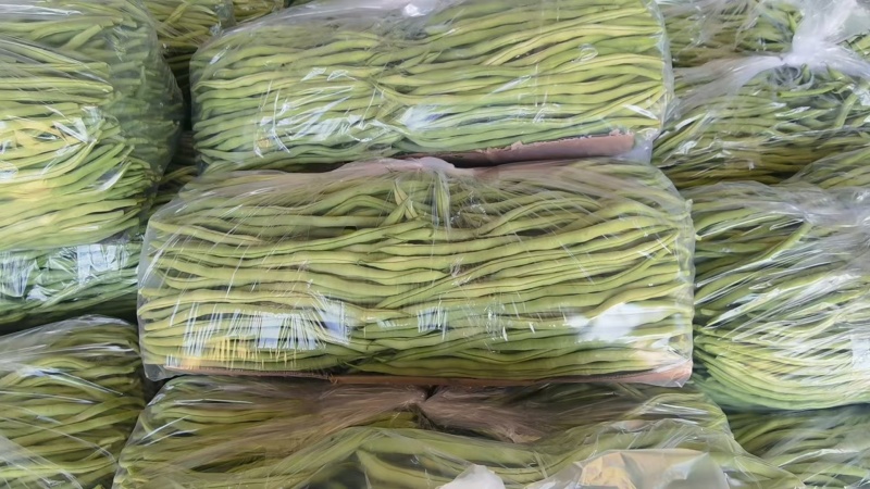 架豆王豆角，四季豆，基地直发，全国发货，欢迎来电