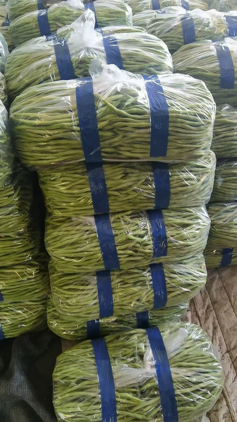 架豆王豆角，四季豆，基地直发，全国发货，欢迎来电