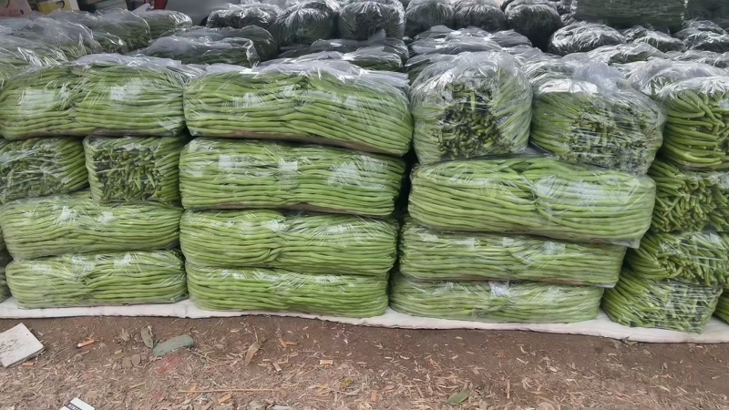 架豆王豆角，四季豆，基地直发，全国发货，欢迎来电