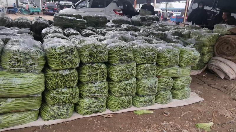 架豆王豆角，四季豆，基地直发，全国发货，欢迎来电