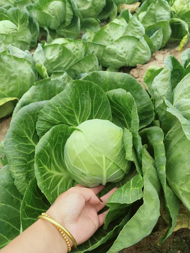 辽宁甘蓝/产地直供/量大价优/欢迎致电/老板热情