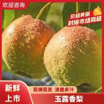 山西运城临猗黄土高坡玉露香梨，水分充足，口感甜脆多汁。