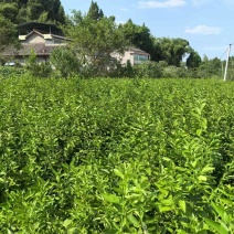 潼南尤力克柠檬苗，柠檬苗，欢迎各位老板前来选购
