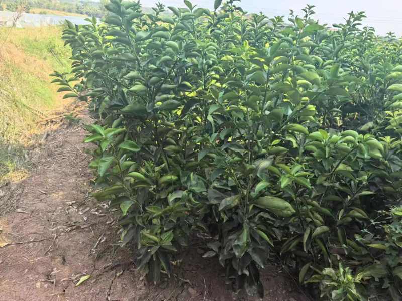 潼南枳壳苗，枳壳苗，可技术指导，欢迎选购