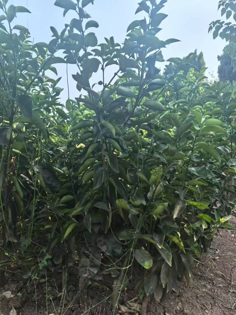 潼南枳壳苗，枳壳苗，可技术指导，欢迎选购