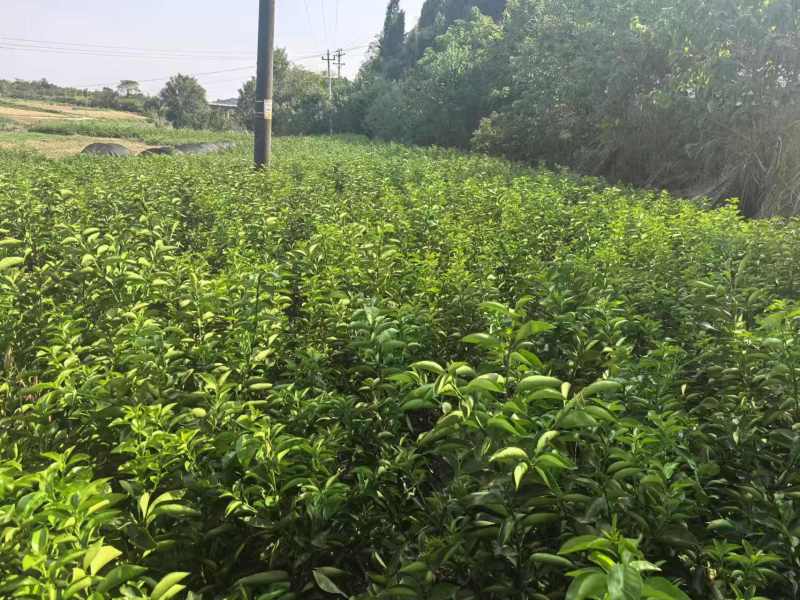 潼南枳壳苗，枳壳苗，可技术指导，欢迎选购