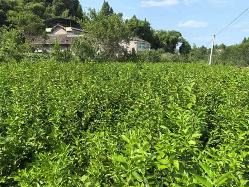 潼南枳壳苗，枳壳苗，可技术指导，欢迎选购