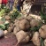 【湖北豆薯地瓜凉薯沙葛】大量上市产地一手货源