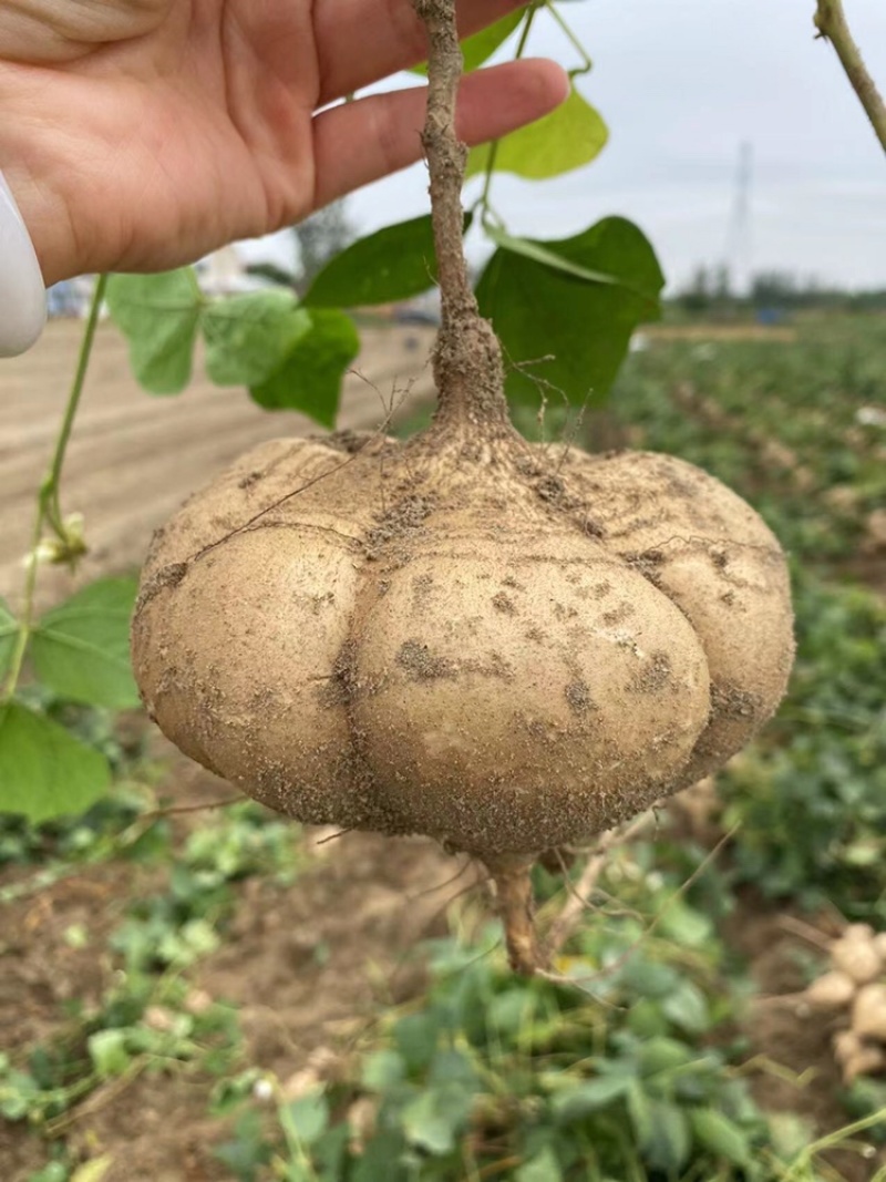 【湖北豆薯地瓜凉薯沙葛】大量上市产地一手货源