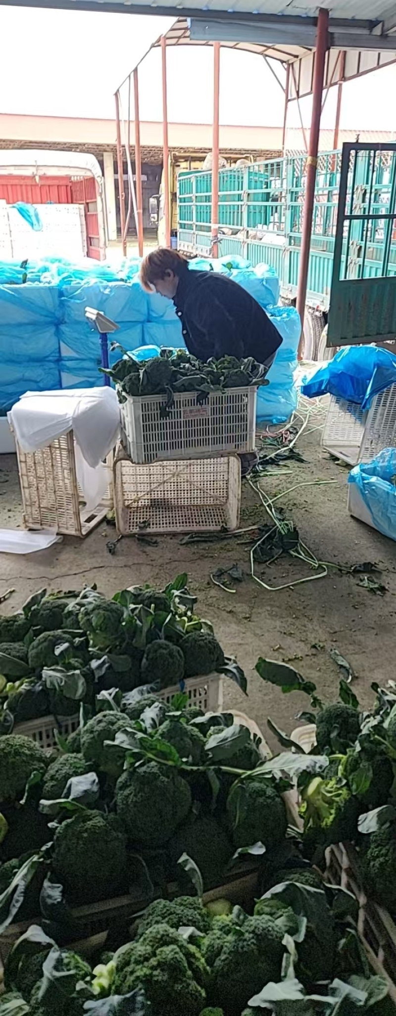 西兰花大量供应货源充足量大从优欢迎订购