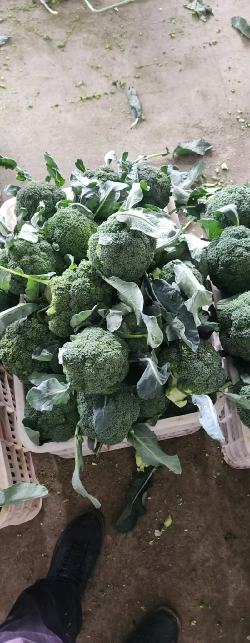 西兰花大量供应货源充足量大从优欢迎订购