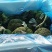 西兰花大量供应货源充足量大从优欢迎订购