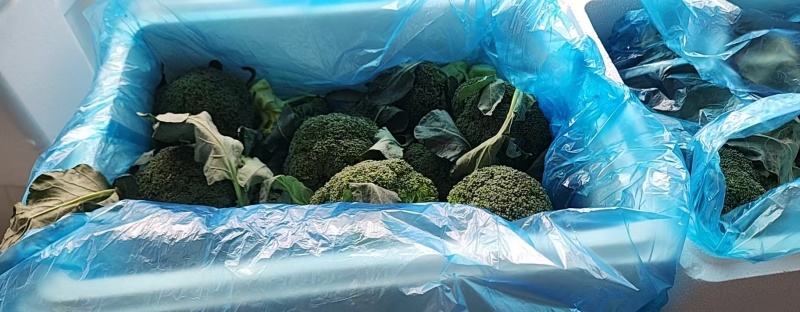 西兰花大量供应货源充足量大从优欢迎订购