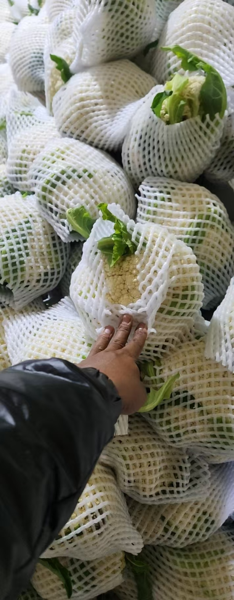 花菜物美价廉多年老店稳定供货对接全国