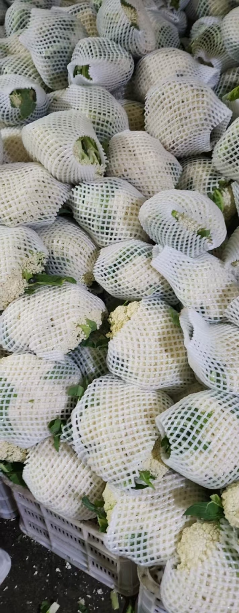 花菜物美价廉多年老店稳定供货对接全国
