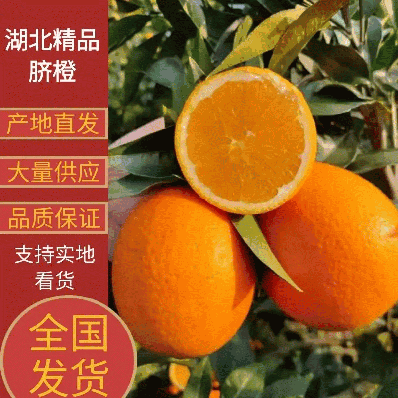 【脐橙】湖北橙子精品脐橙供应各大市场电商商超