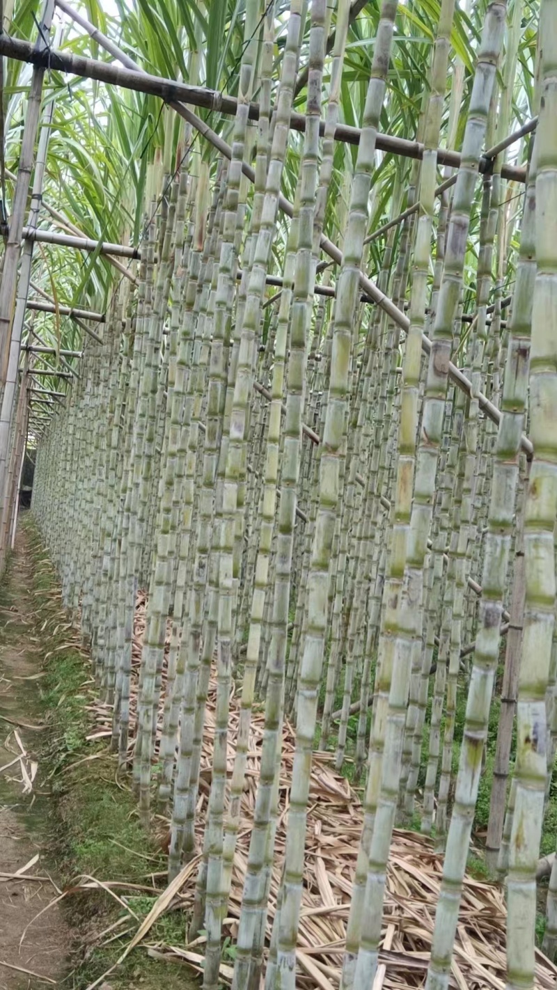 广州黑皮甘蔗节长粗大表皮光滑质量保证诚信经营