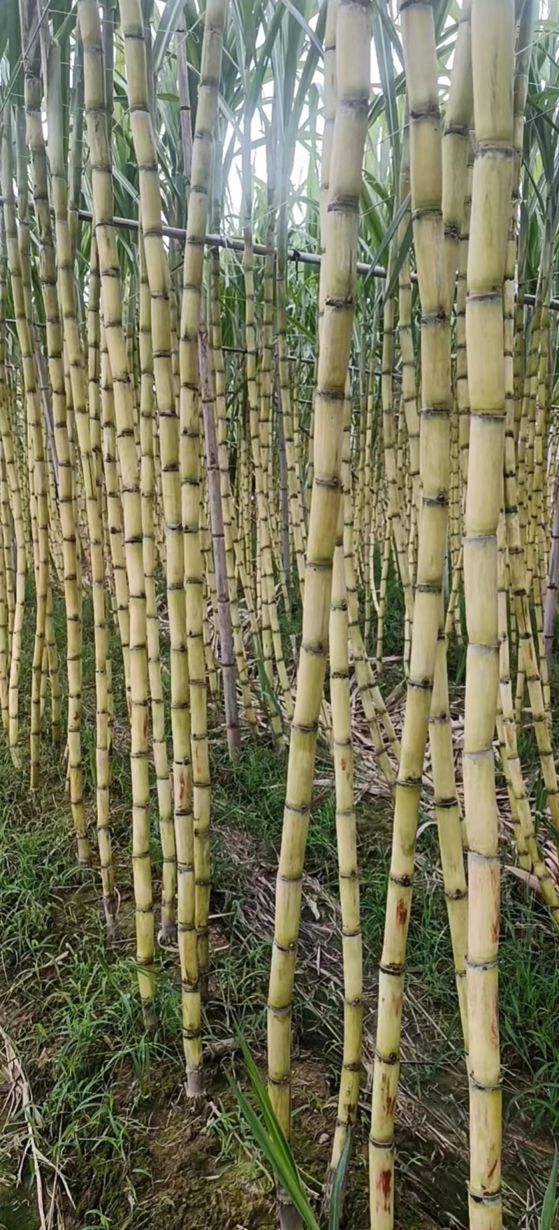 广州黑皮甘蔗节长粗大表皮光滑质量保证诚信经营