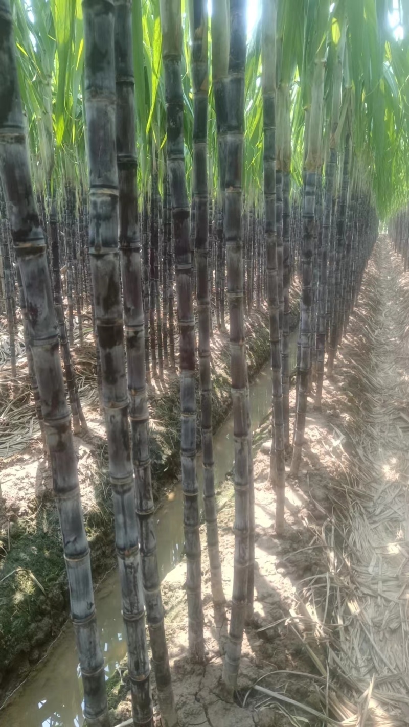 广州黑皮甘蔗节长粗大表皮光滑质量保证诚信经营