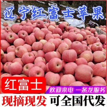 红富士苹果辽宁苹果现货供应个头均匀颜色全红量大