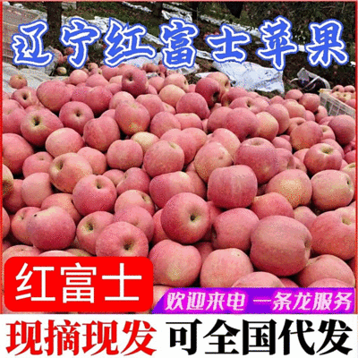 红富士苹果辽宁苹果现货供应个头均匀颜色全红量大