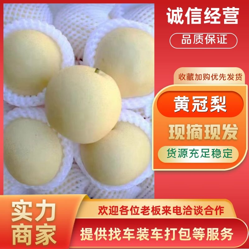 黄皮皇冠梨/河北赵县产地/大量上货/量大从优/欢迎来电
