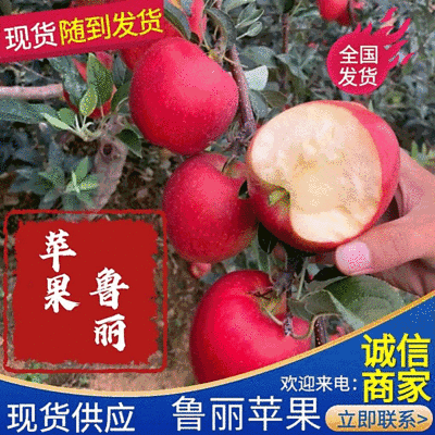 鲁丽苹果🍎、绥中优质产品，优质产地，欢迎各位光临