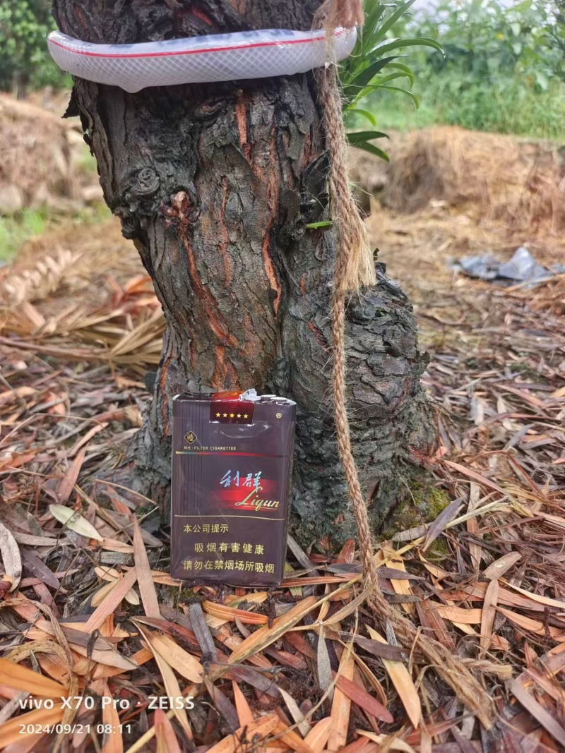 罗汉松盆景桩基地直发可视频看货