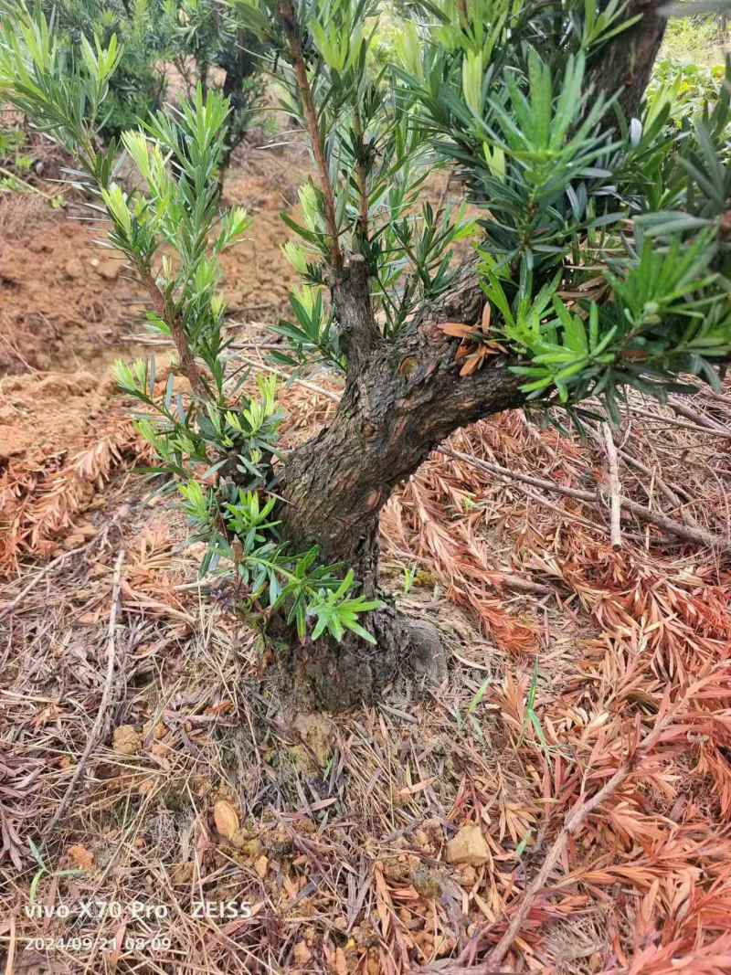 罗汉松盆景桩基地直发可视频看货