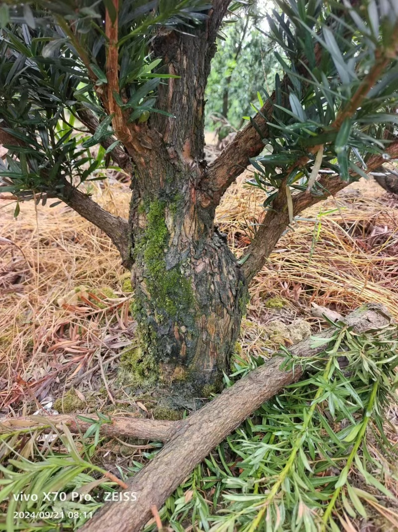 罗汉松盆景桩基地直发可视频看货