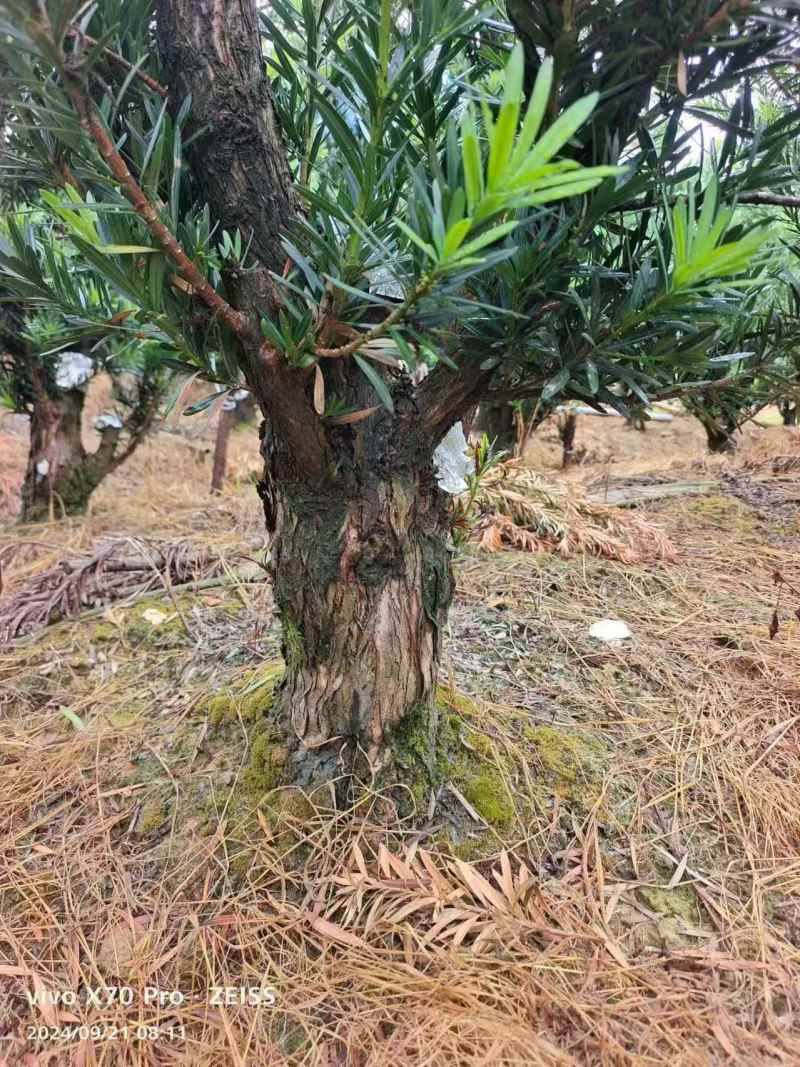 罗汉松盆景桩基地直发可视频看货