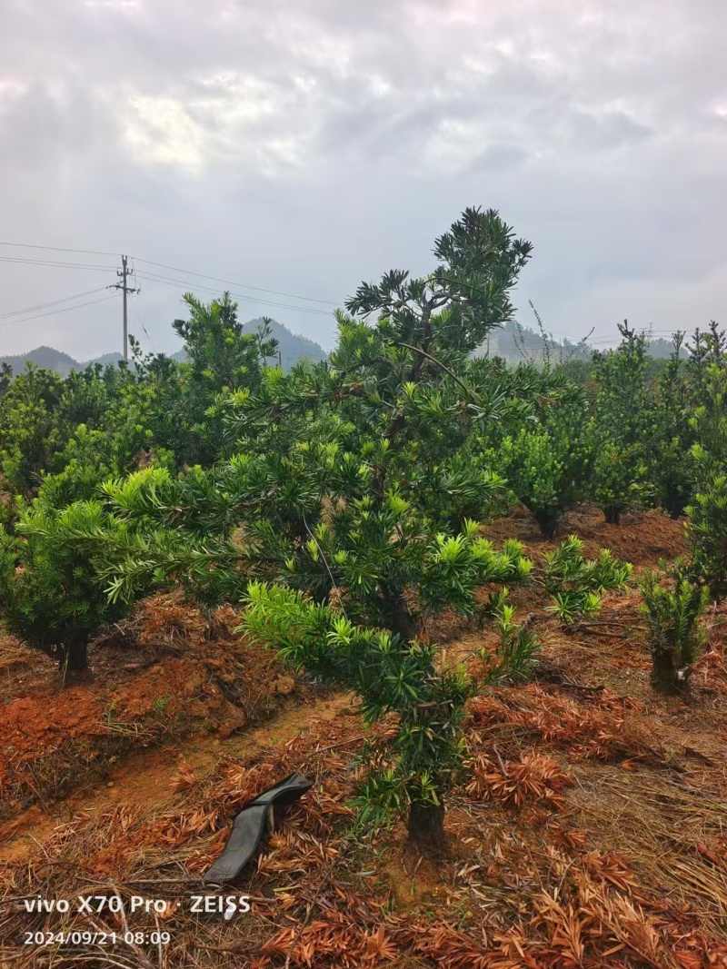 罗汉松盆景桩基地直发可视频看货