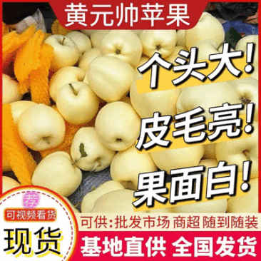 黄元帅苹果,辽宁苹果,个头大,皮毛亮,果面白,大量供应中