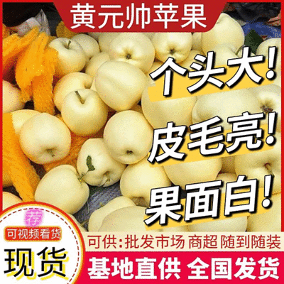黄元帅苹果，辽宁苹果，个头大，皮毛亮，果面白，大量供应中