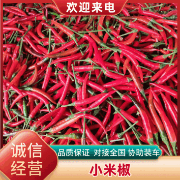 【精品】天香系列艳红小米椒大量上市果型大耐运输