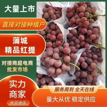 蒲城红提已大量上市中，有意的朋友可以过来看货，采购