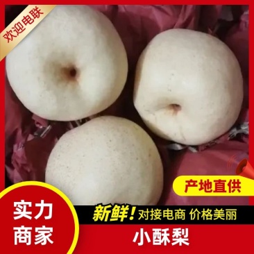 蒲城冷库酥梨大量现货，欢迎全国各地客商采购