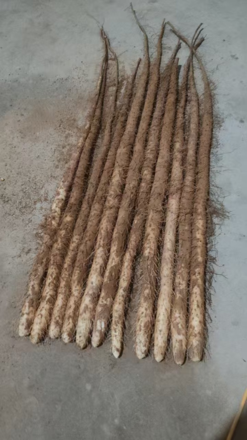 河北铁棍山药铁杆山药自产自销全国发货，2万斤起批量走货