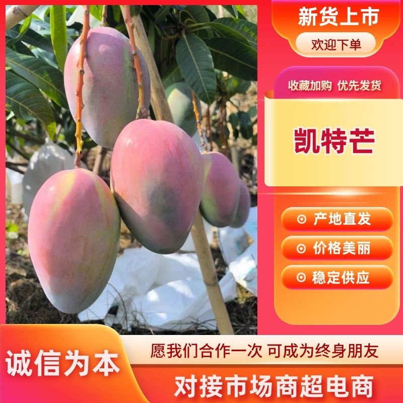 【一件代发】芒果优质凯特芒果现摘现发提供售后